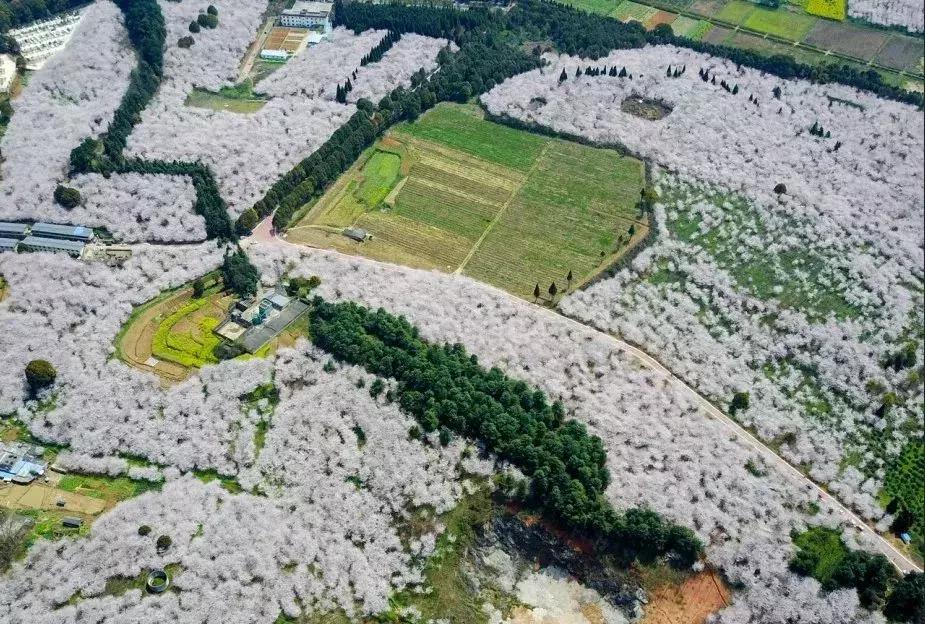 重庆最大苗木市场，繁荣的绿意繁荣地