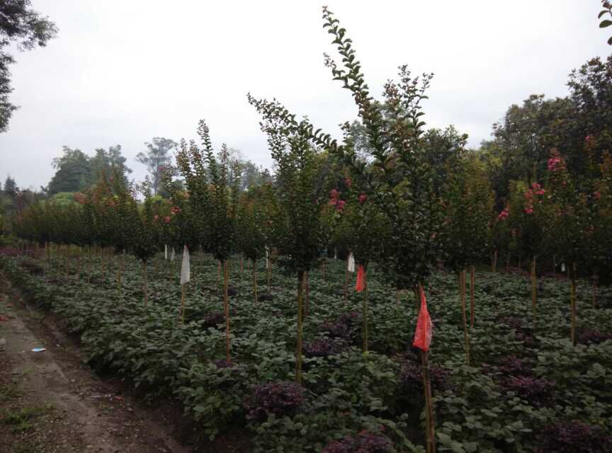 重庆市璧山苗圃基地，绿色发展的先锋典范