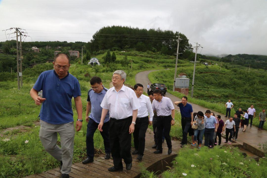 重庆最大苗木基地，绿色生态的繁荣之源