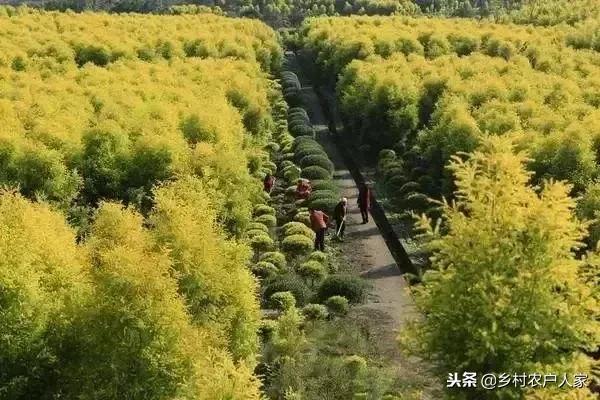 深度探索，重庆最佳苗木市场解析