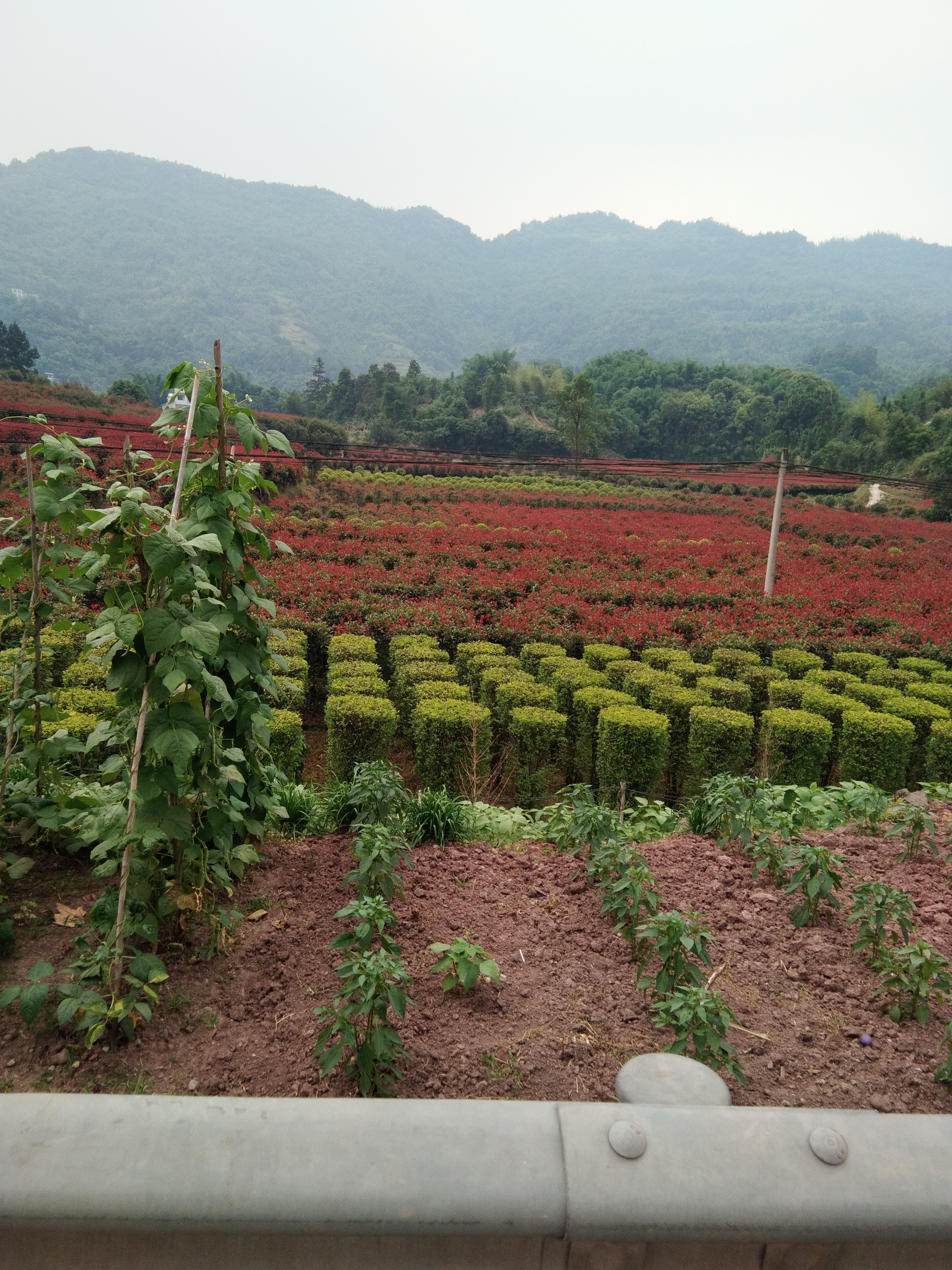 重庆最大苗圃基地，绿色繁荣的生态起点