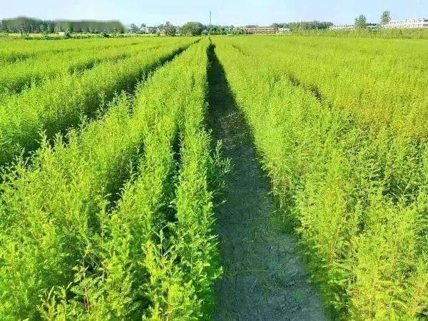 河南大型苗木基地，繁荣生态，推动绿色崛起行动