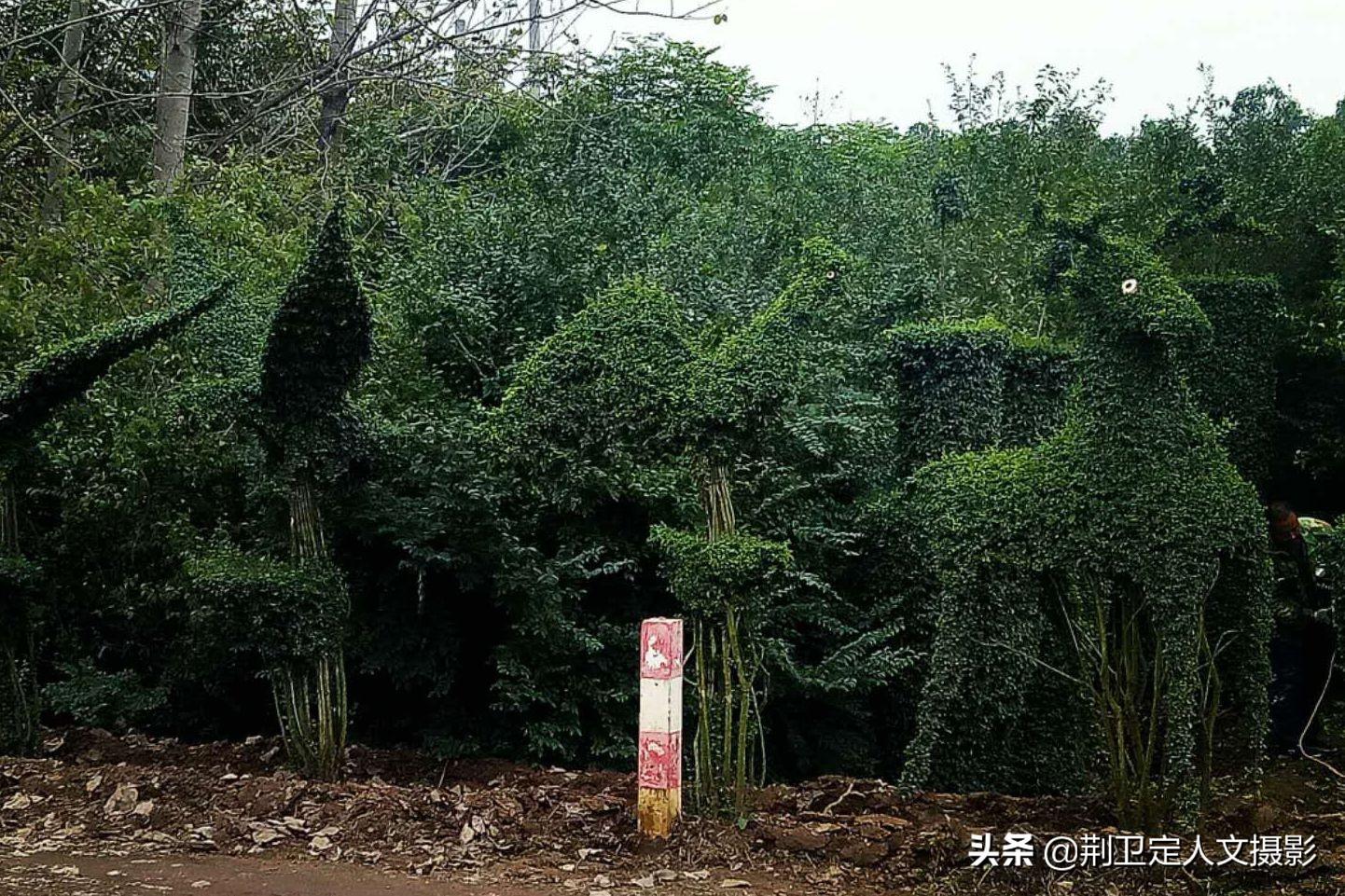 河南苗木种植基地，绿色产业的繁荣之源