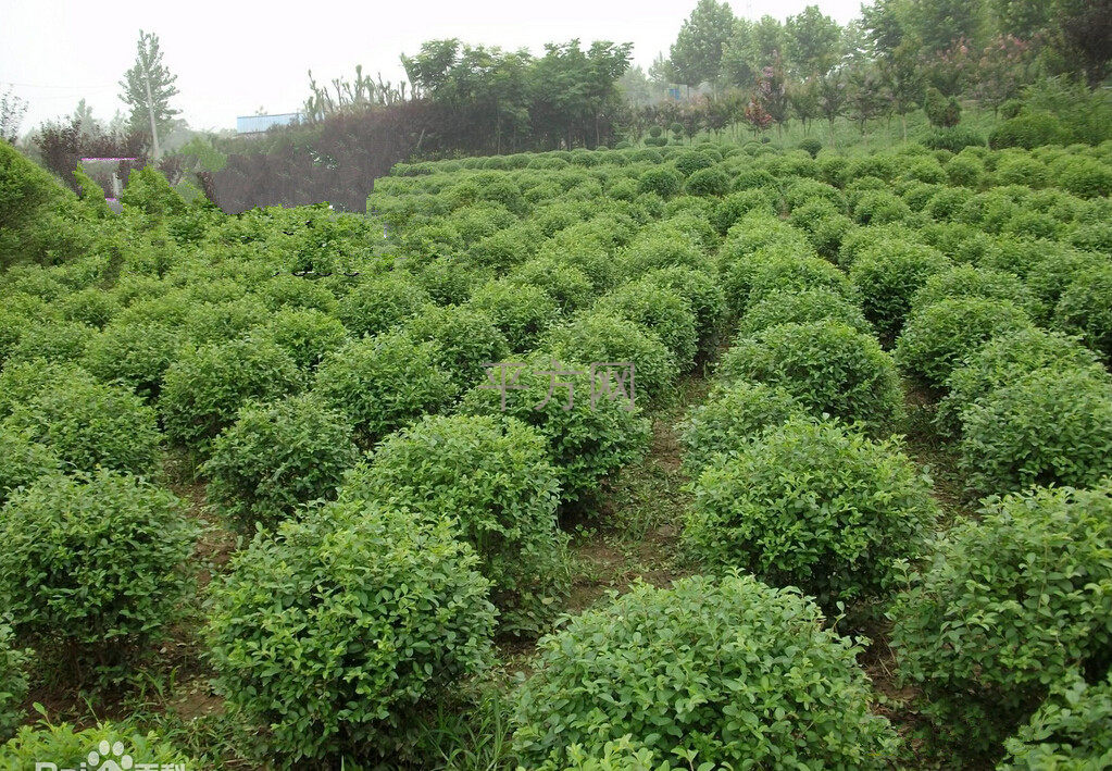 河南苗木基地助力绿色中国梦，繁荣生态的批发力量