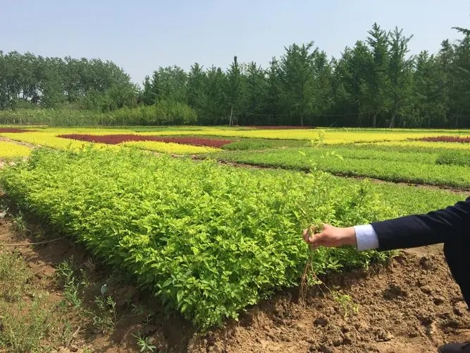 探访河南宿根苗木种植基地，中国绿色宝库的秘境