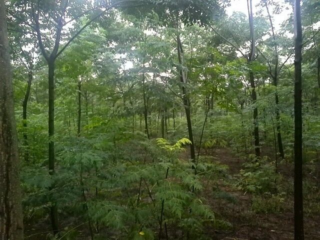 河南苦木种植基地深度探究与地址查询