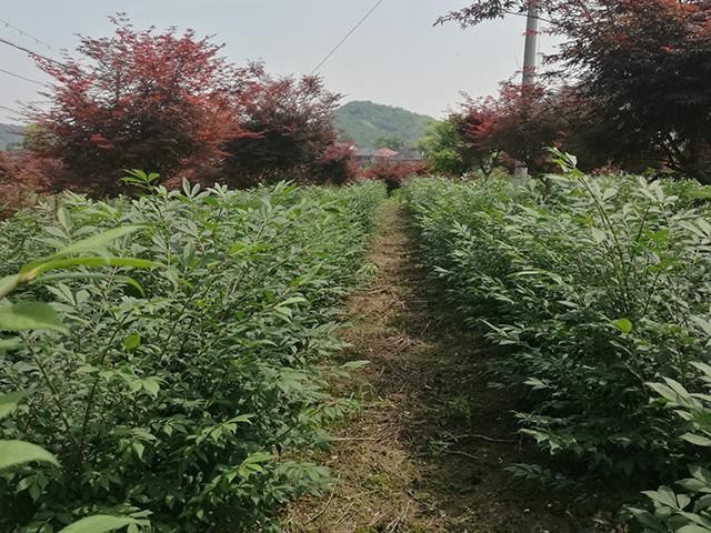 金华苗木基地，地理位置与产业重要性概述