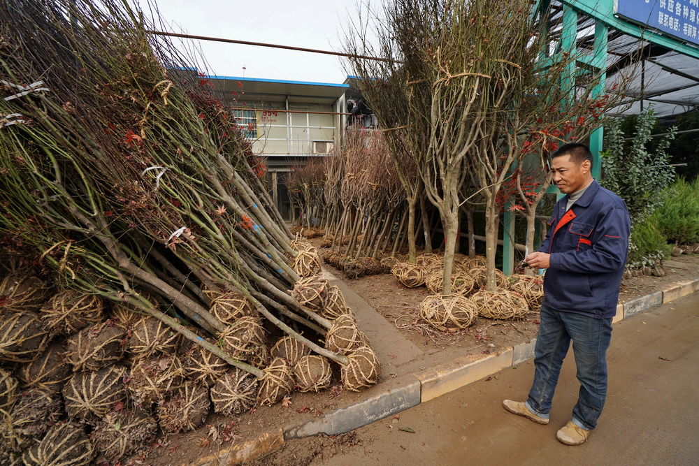 浙江最大苗木市场，繁荣生态与绿色发展的交汇枢纽