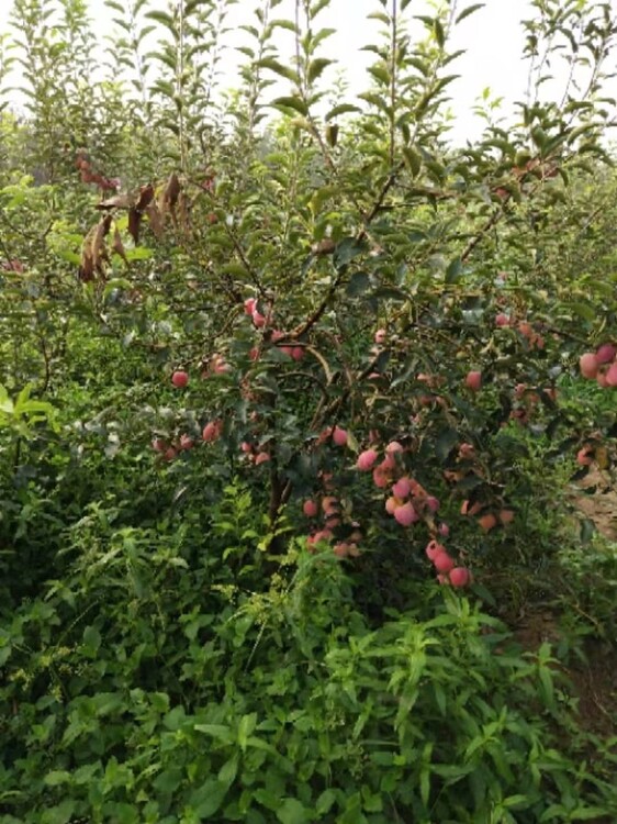 东北适宜果树苗品种种植指南