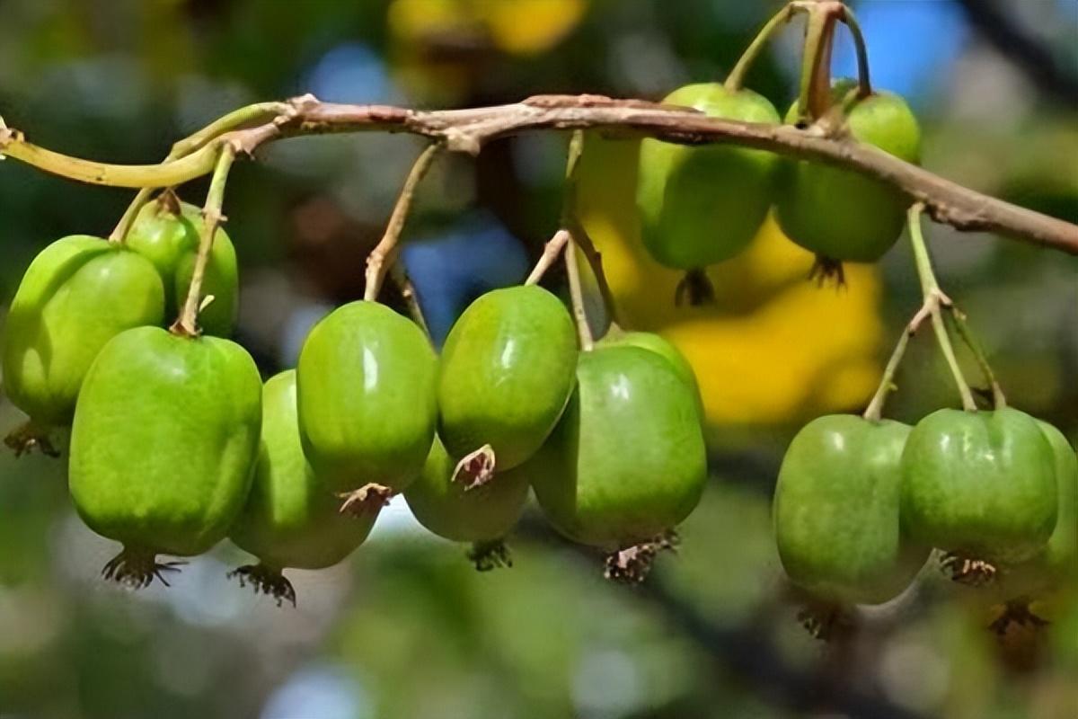 黑龙江果树种植宝典，优选果树种类指南