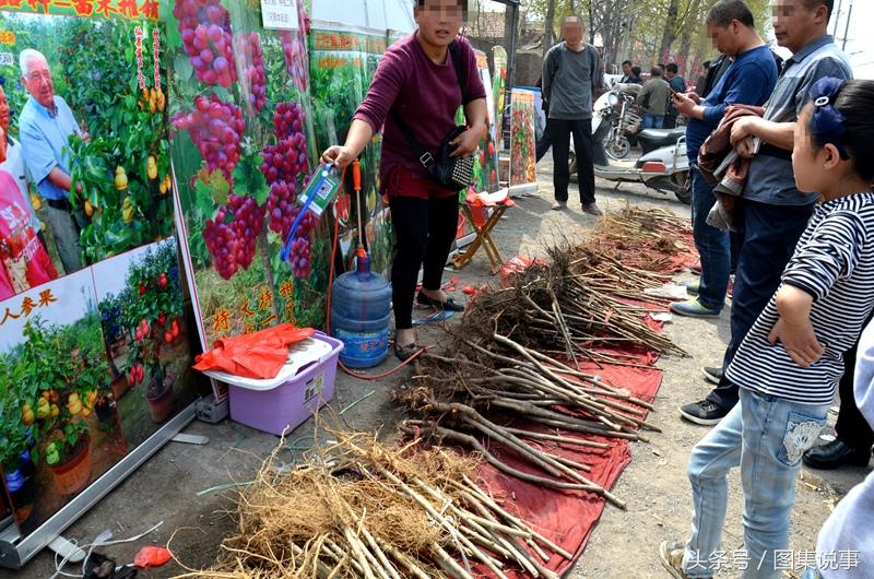 河南最大果树苗批发中心，繁荣的绿意之源