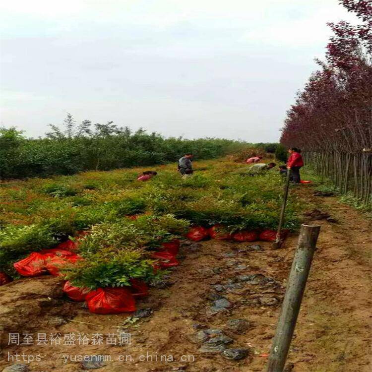 陕西周至苗木基地，绿色产业的繁荣根基