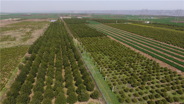 陕西大型苗圃基地，繁荣生态，培育未来之树