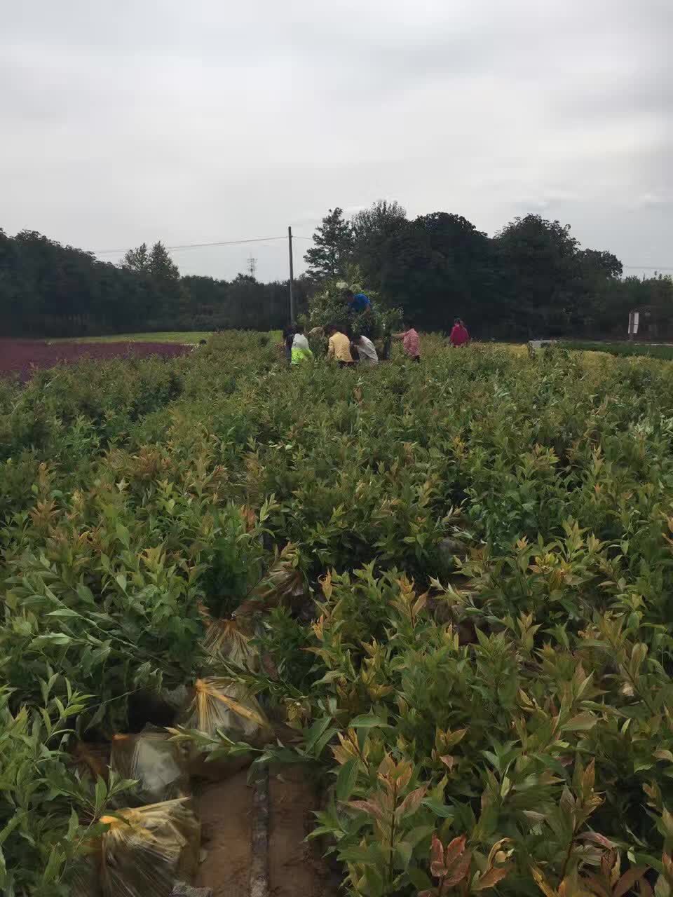 西安苗圃基地联系方式，绿色产业桥梁的探寻