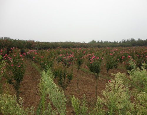 河南大型苗木基地排名及影响力深度探究