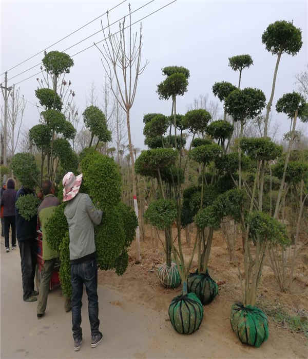 河南最大苗木批发基地，繁荣生态产业的绿色动力之源