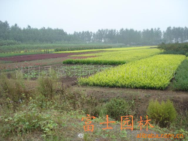 河南宿根苗木基地的地理位置与重要性探究