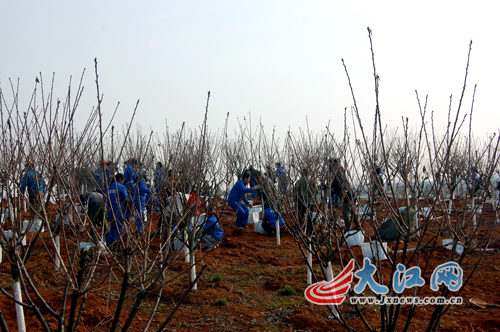 江西苗木市场，生态繁荣与产业共赢的交汇点