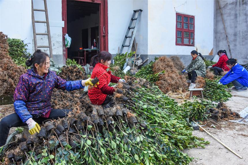 江西苗木种植基地，绿色生态的繁荣之源