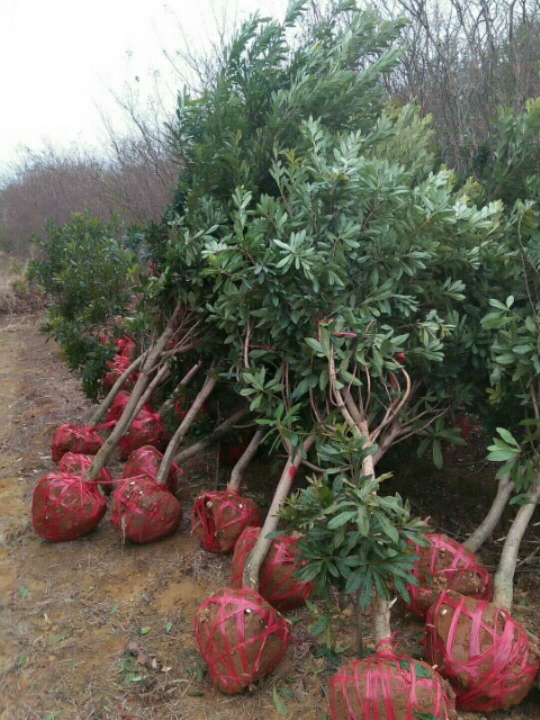 江西苗木市场货源进货渠道深度探究