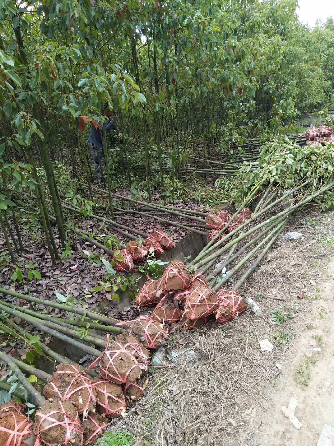 江西树苗批发市场，繁茂绿意展现繁荣市场风采