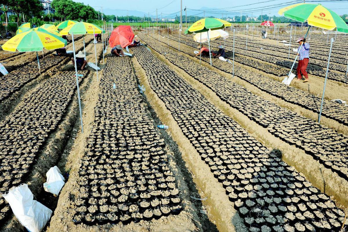 江西省苗木基地全景概览