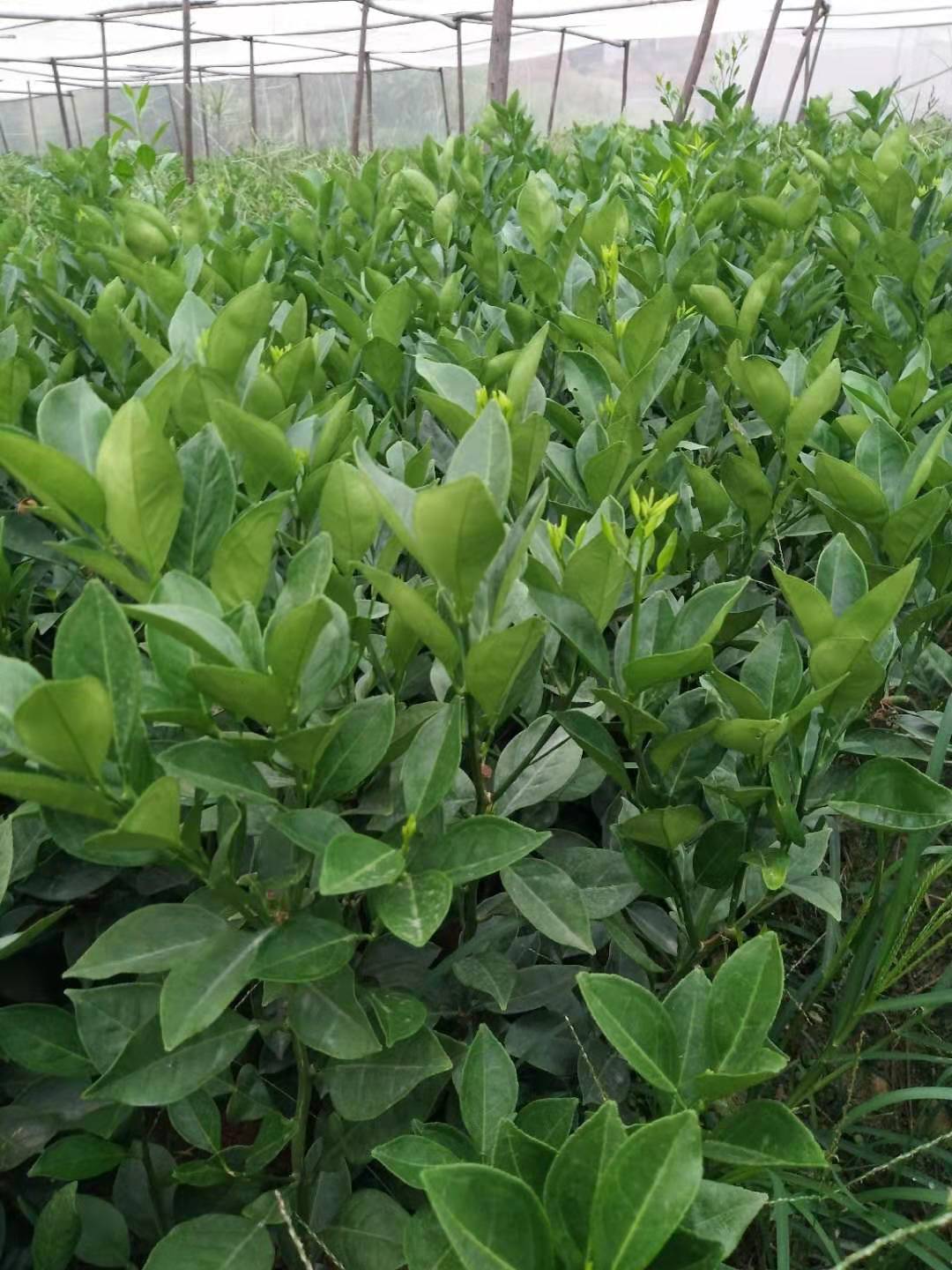 江西苗圃种植基地，绿色生态的繁荣之源