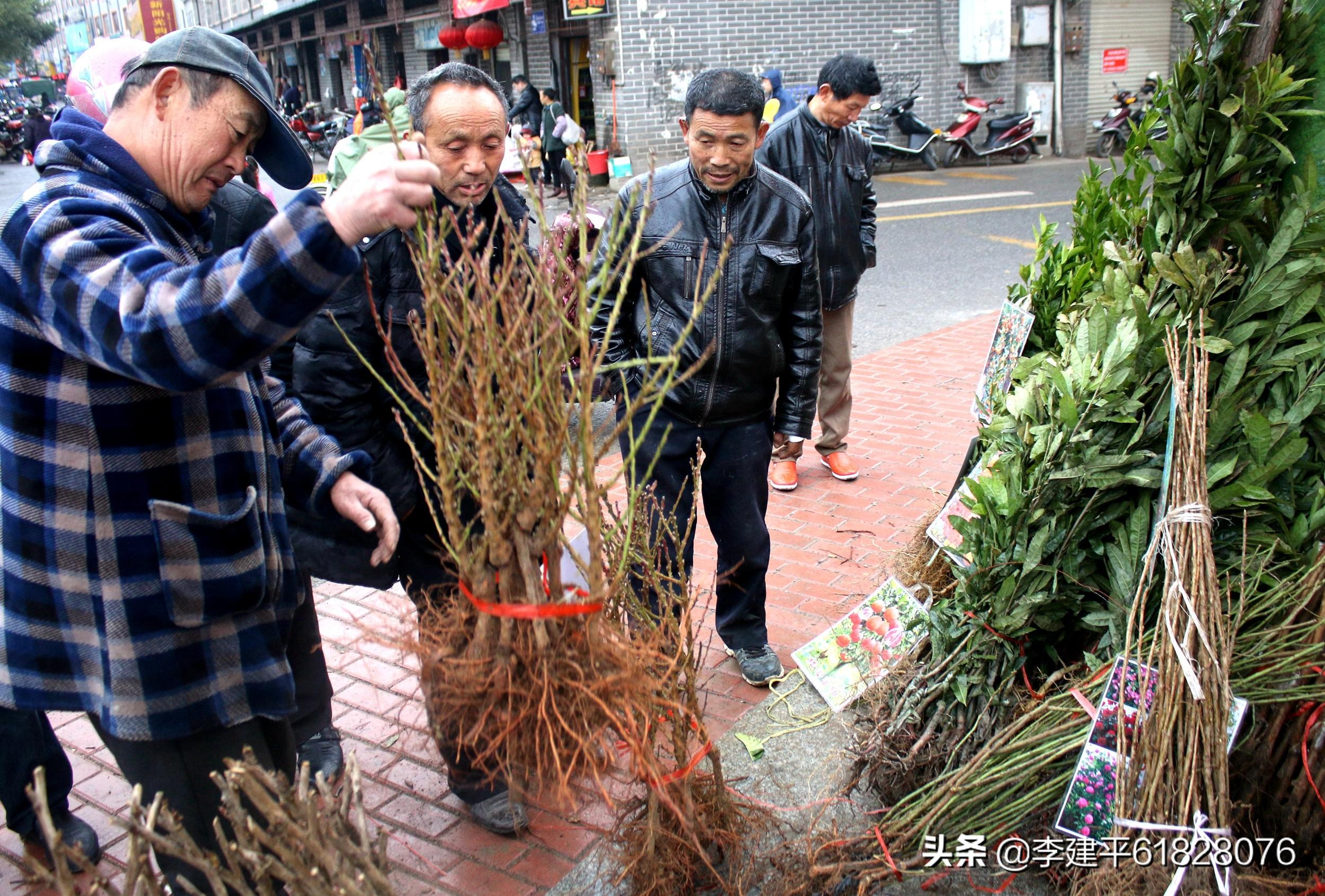 江西苗木采购招标网官网，连接供需，助力绿色经济蓬勃发展