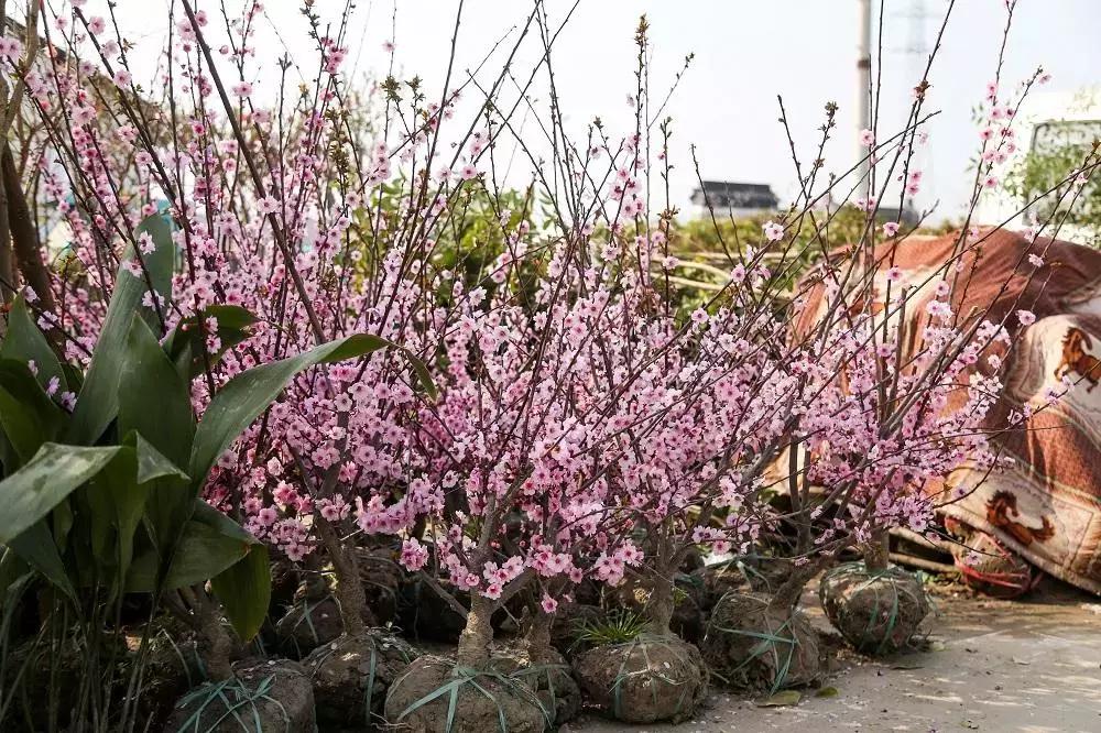 全国知名苗木市场，繁荣生态产业的驱动力