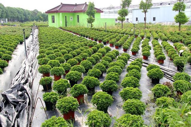 黄梅县花木苗种植基地，绿色繁荣的生态园地