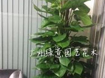 青青花木网价格比较——优质花木价格探寻