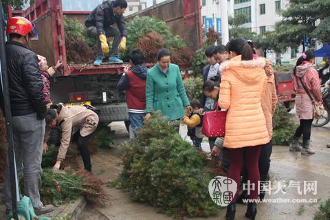 河北苗木交易市场，绿意经济的繁荣脉搏