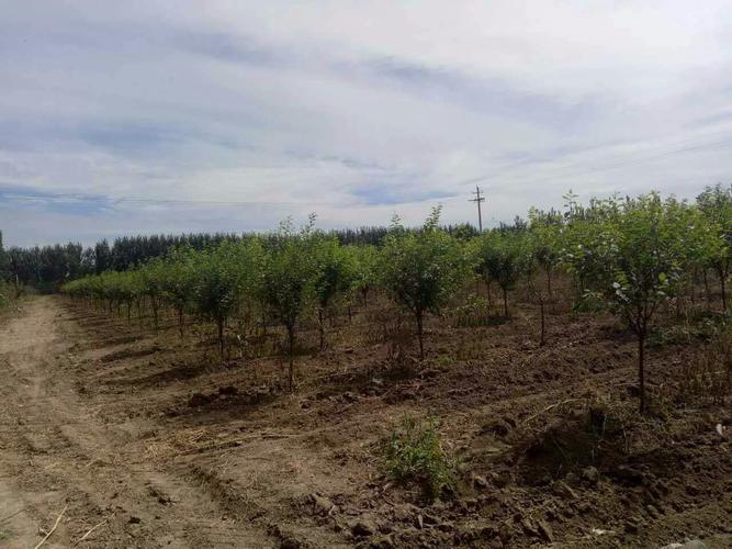 河北最大苗木基地，繁荣生态，绿色发展先锋的标杆典范