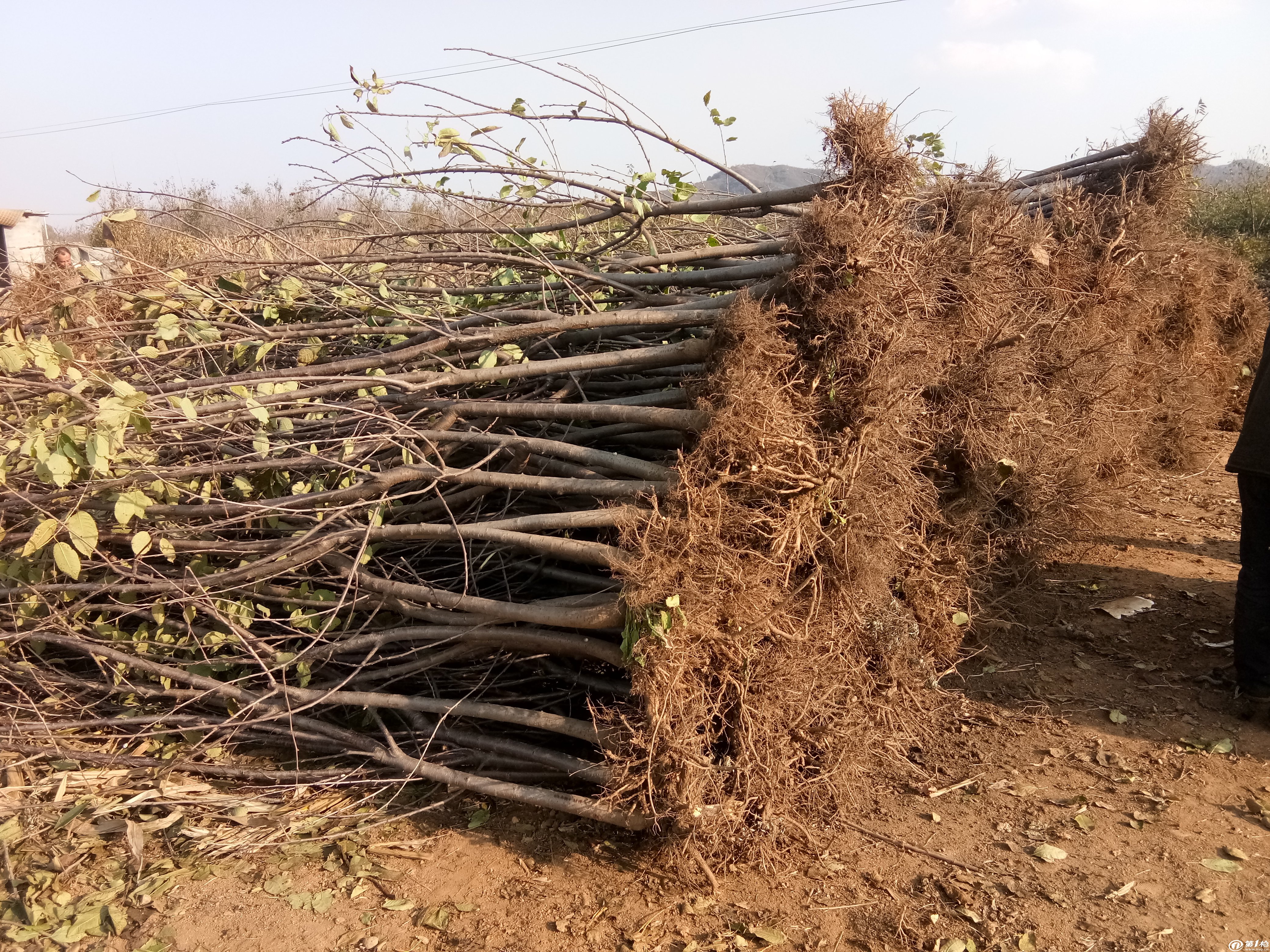 河北树苗批发基地的地理位置与重要性分析