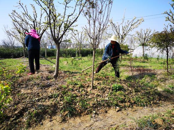 苗圃基地探秘，自然与绿色的和谐交汇点