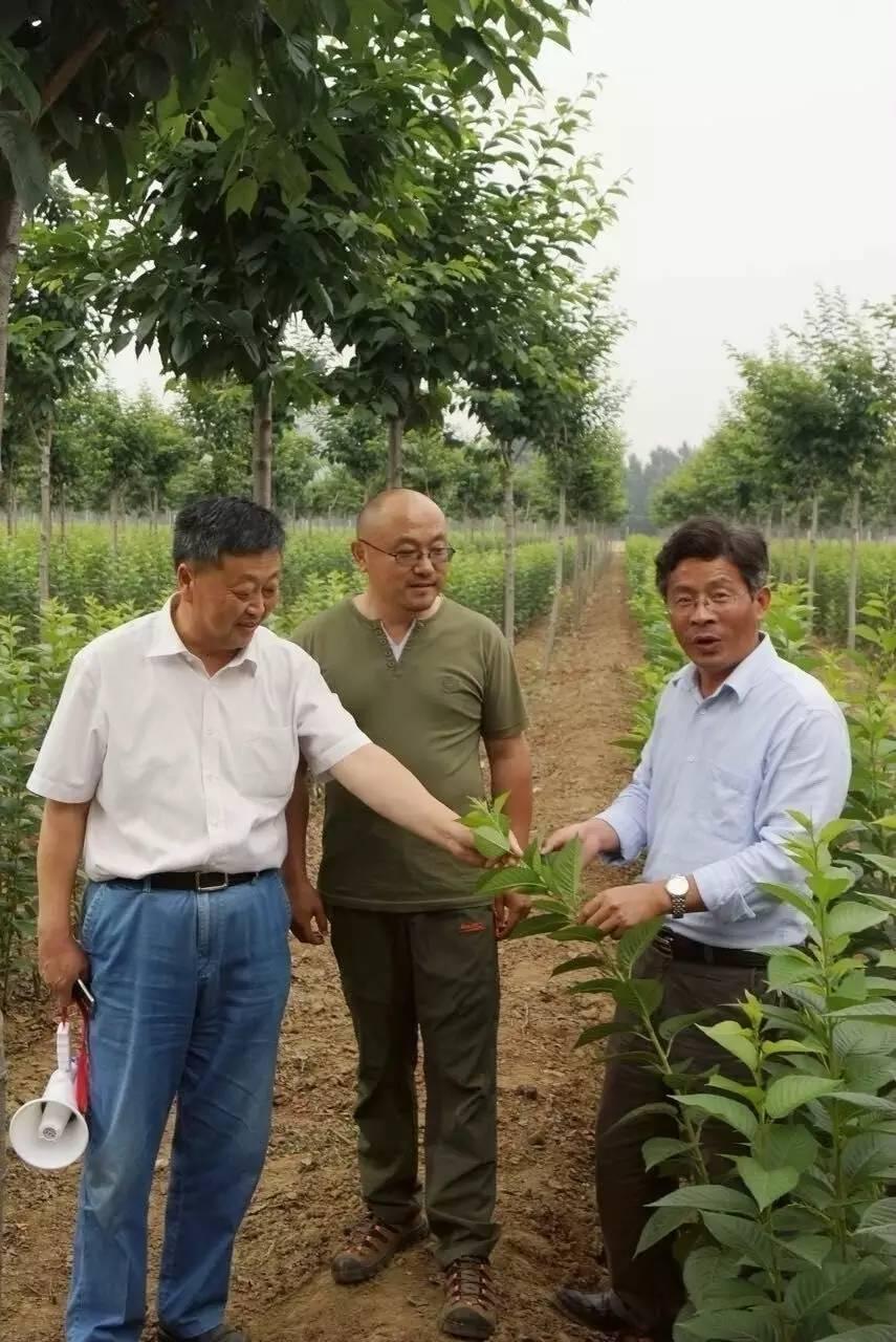 电话线背后的苗木基地探索之旅