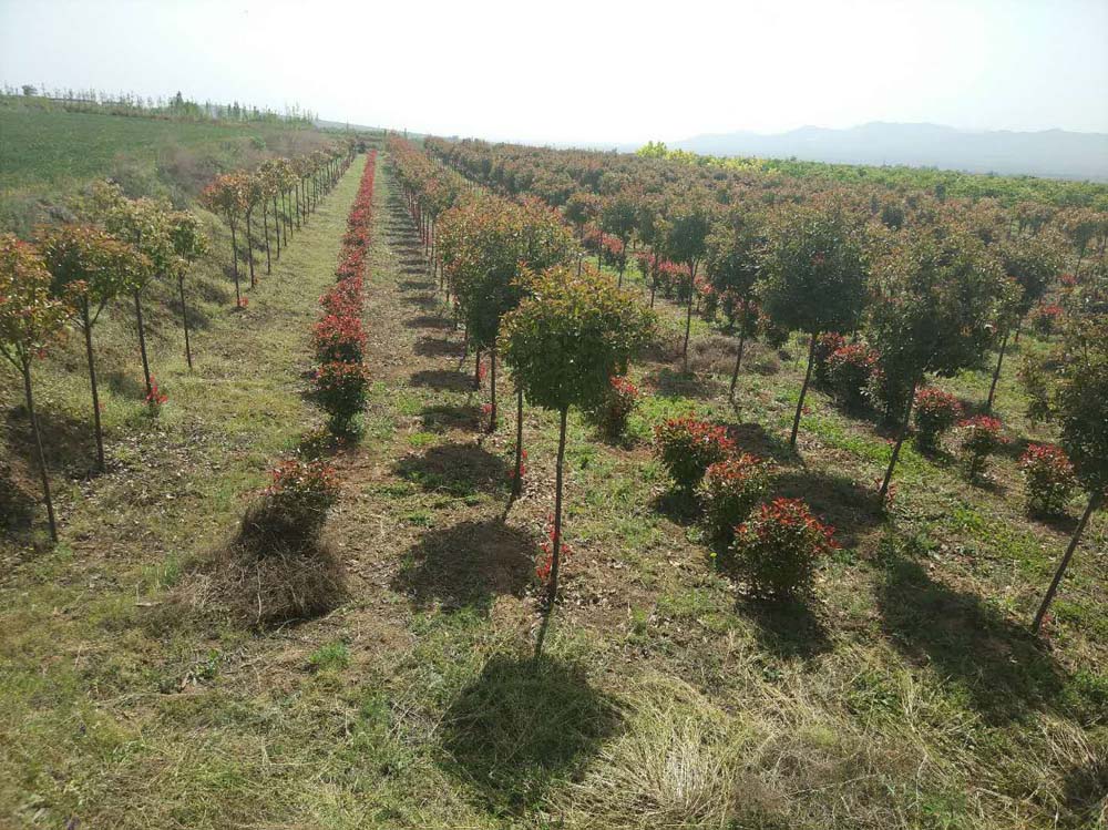 苗圃种植基地排行榜，探寻行业领军者