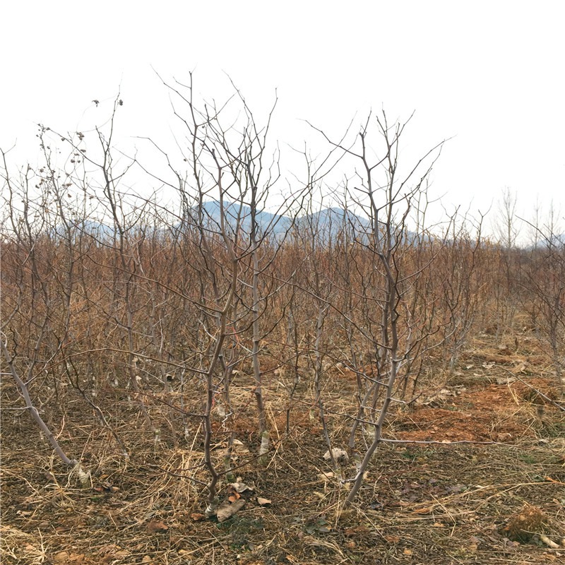 石家庄周边枣树苗基地联系方式与种植技术探讨