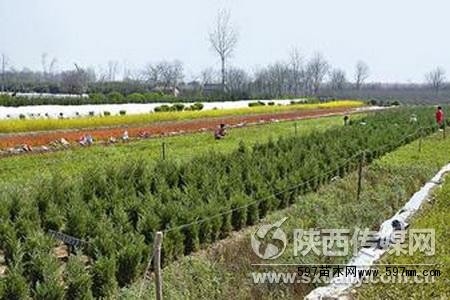 杨凌苗木交易市场位置与重要性概述