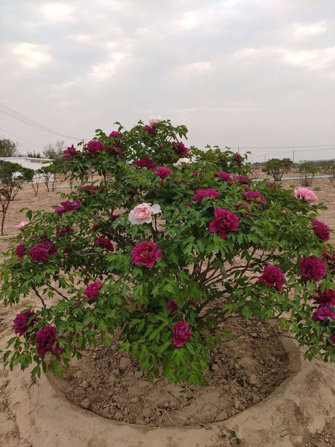 石家庄牡丹苗圃基地，培育牡丹之美的地方