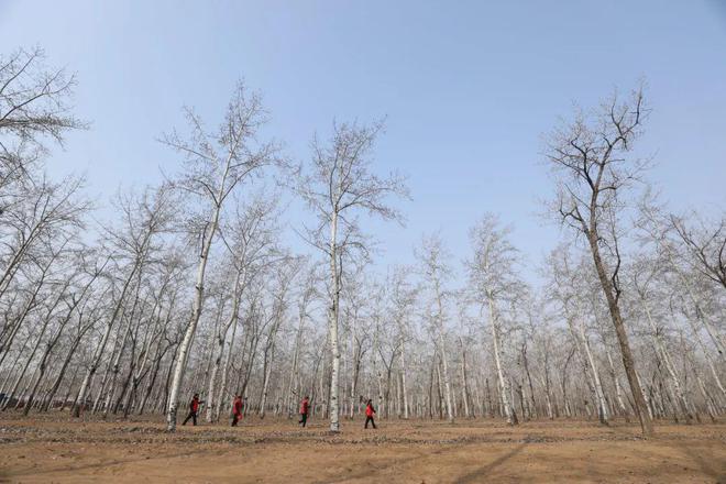 河北保障性苗圃概览，功能与特色解析