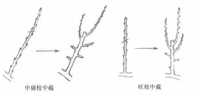 果树修剪入门图解，提升产量与品质的技巧掌握