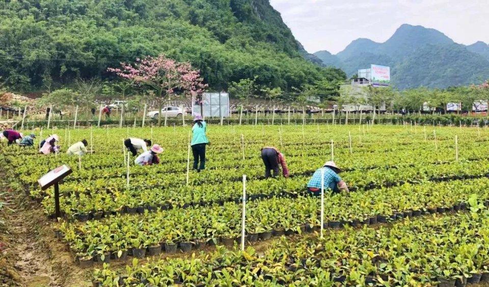 广西绿化苗木基地，绿色生态的源头与未来发展之路