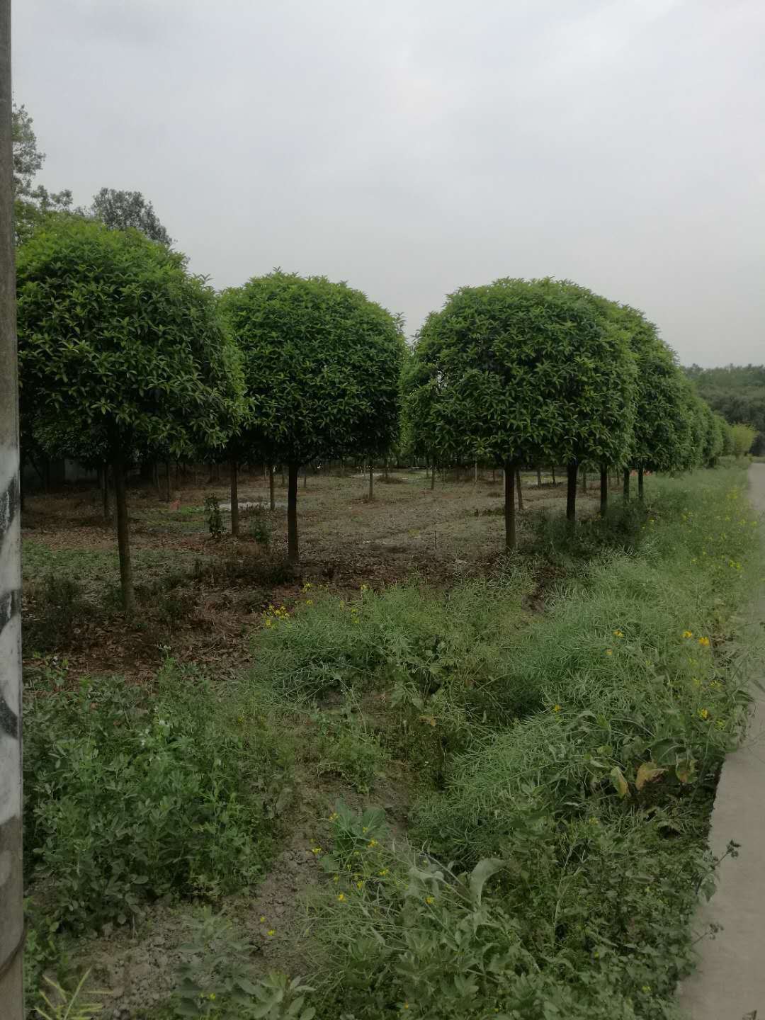 广西绿化树苗批发基地，生态建设的绿色动力之源