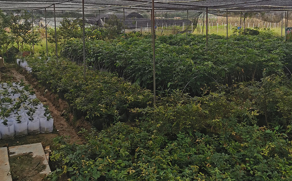 广西苗圃种植基地联系方式公布，探寻绿色产业的通道启动