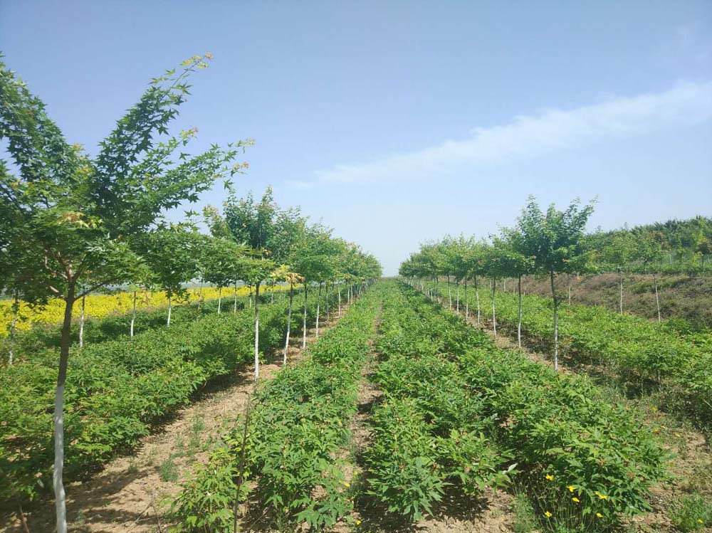 苗圃基地，绿色生态的摇篮与希望的田野之旅