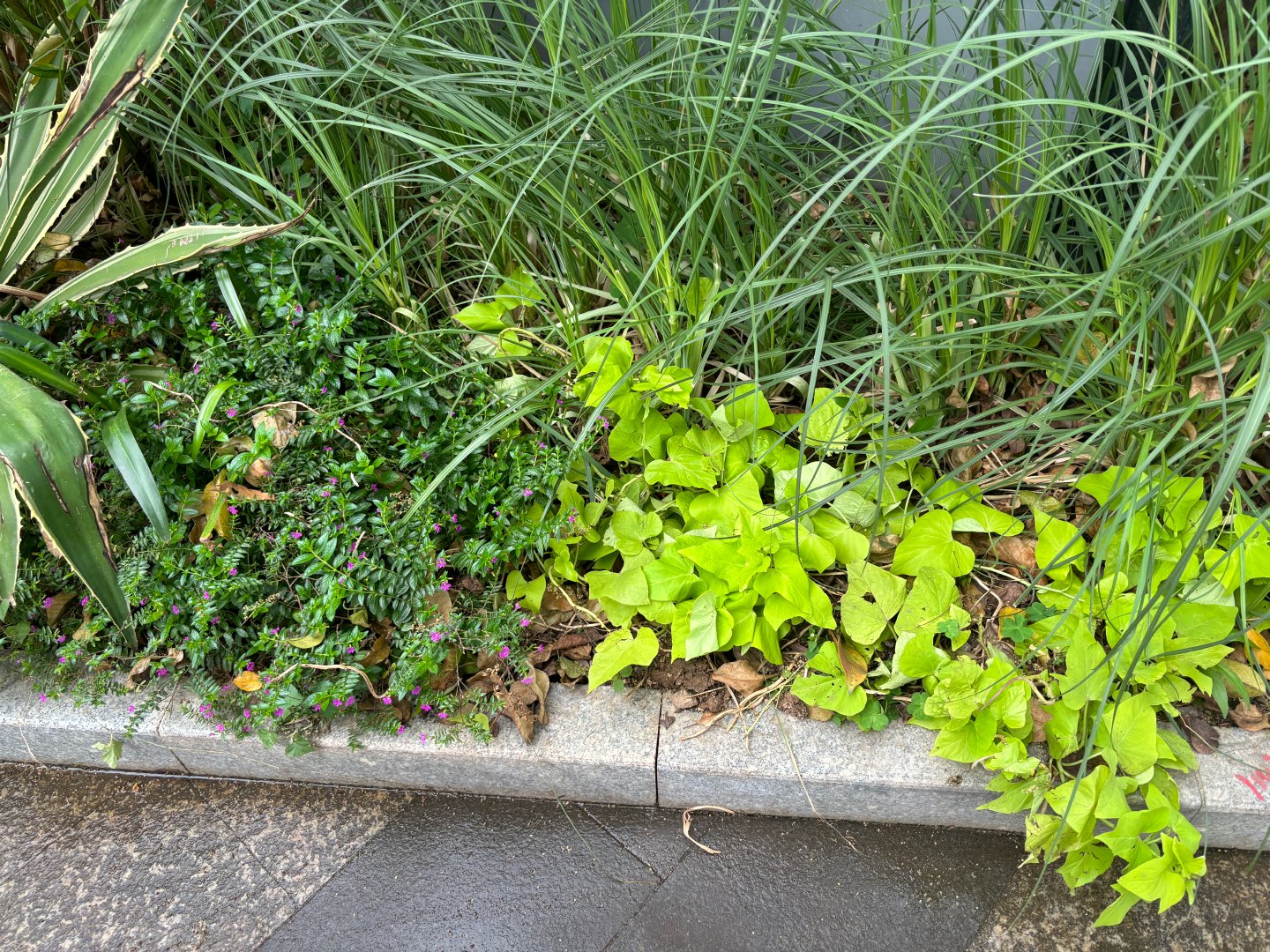 路边矮绿化植物，城市中的绿色探索