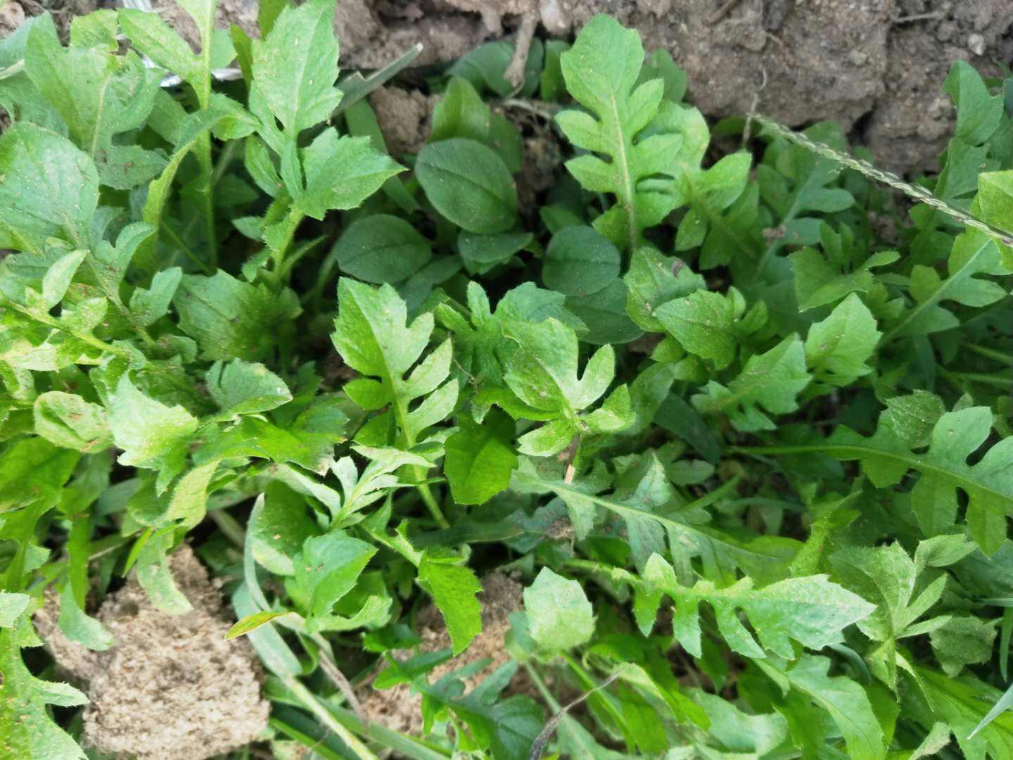 广西常见植物概述，百种植物介绍