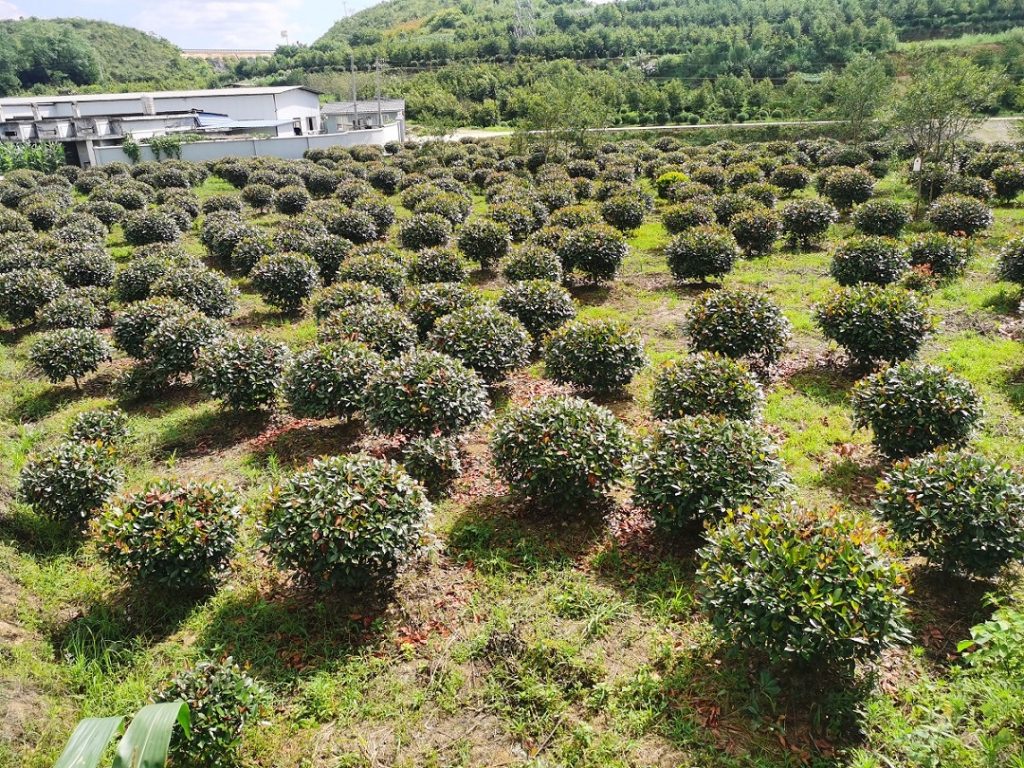 贵州绿植基地全景探秘