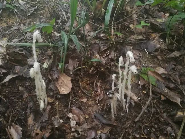 贵州自然生态瑰宝，当地植物探秘